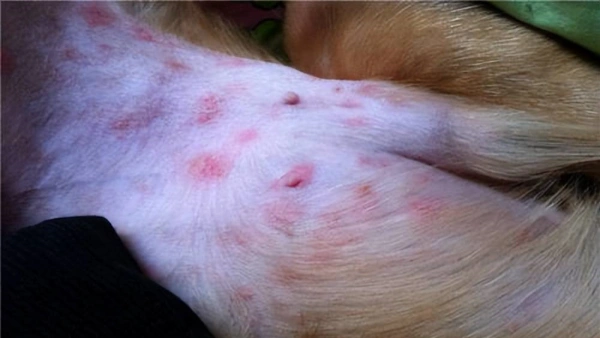3 month allergy shot for dogs