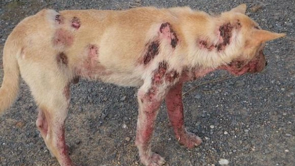 allergic reaction to fleas on dogs