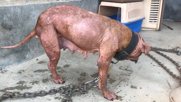 Allergies in Pit Bulls — Causes, Symptoms, and Treatments