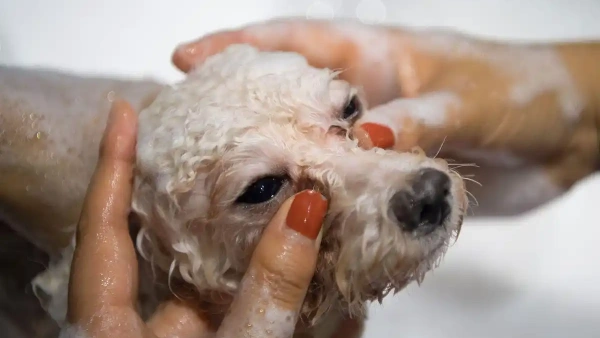 2025's Best Seborrhea Dog Shampoo: A Solution for Itchy Skin