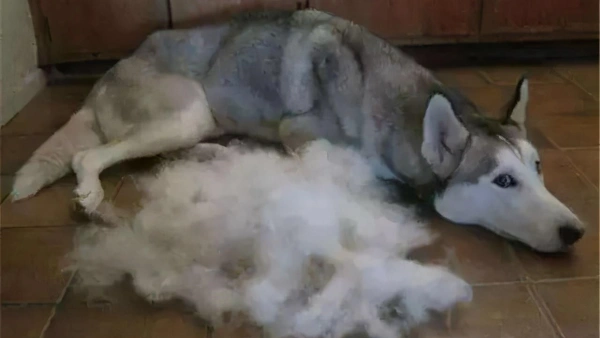 Best Anti Shedding for Dogs: What Really Works?