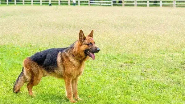 are bernese mountain dogs easy to train