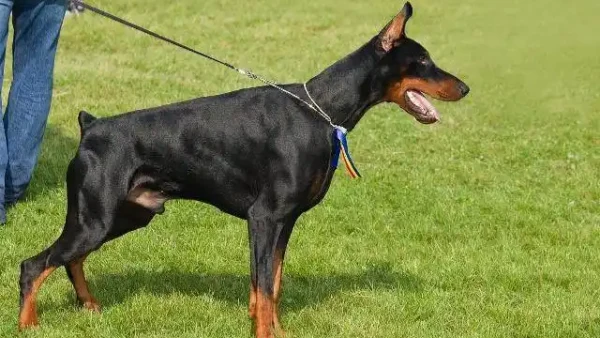 are bernese mountain dogs easy to train
