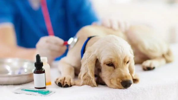 are dog worms contagious to other dogs