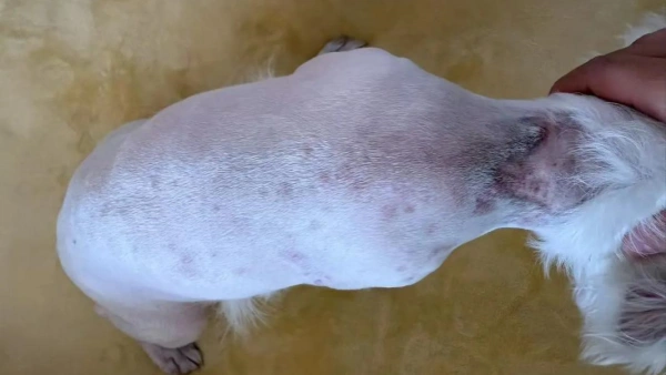 best allergy supplements for dogs with itchy skin