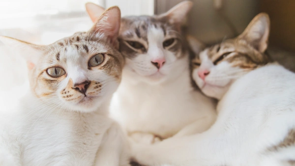 best cat flea treatment