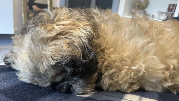 How to Choose the Best Dog Shampoo for Shedding: Reduce Hair Loss