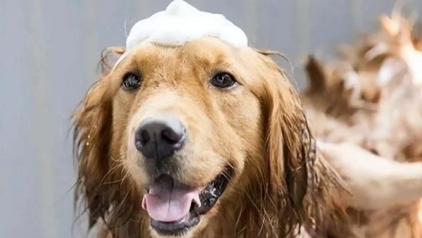 best deshedding shampoo for golden retriever