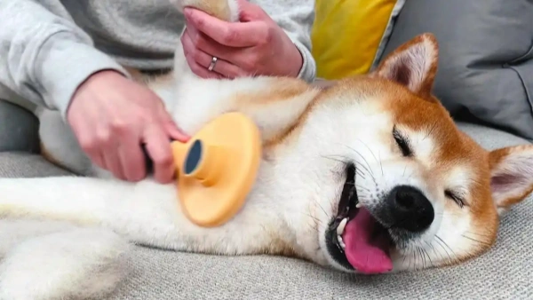 best deshedding shampoo
