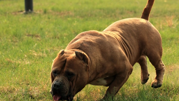 best dog food for bulldogs with allergies