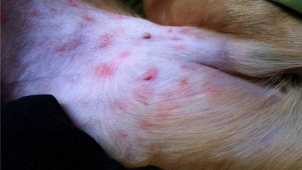 best dog food for itchy dogs