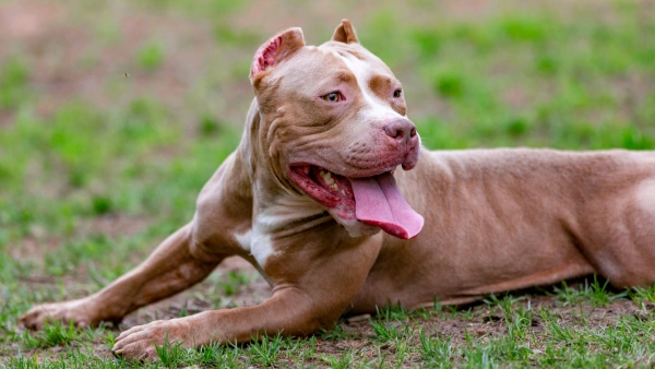 best dog food for pitbulls with allergies