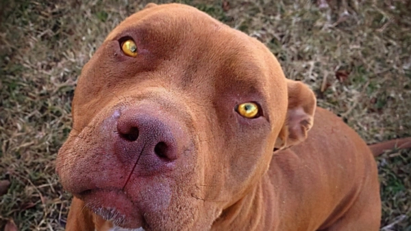 2025 Picks: Best Dog Food for Pitbulls with Skin Allergies