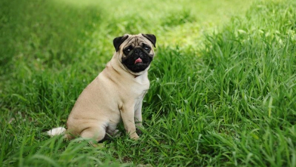 best dog food for pugs with allergies