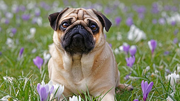 Best Dog Food for Pugs With Skin Allergies That Works