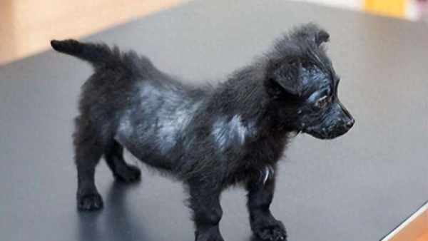 best dog food for shedding lab