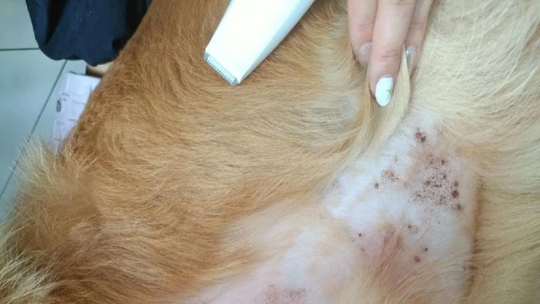 best dog shampoo for allergies