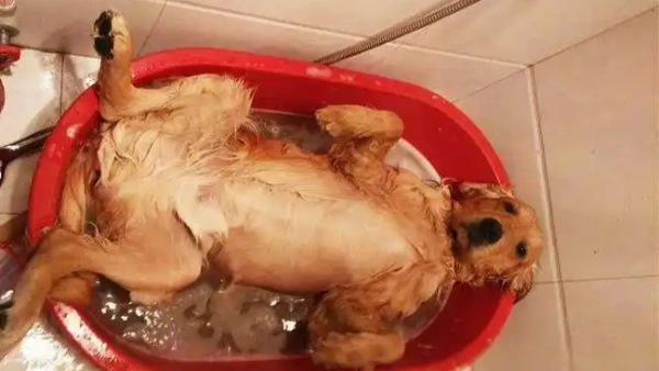 Best Dog Shampoo for Itching? What Most Owners Get Wrong