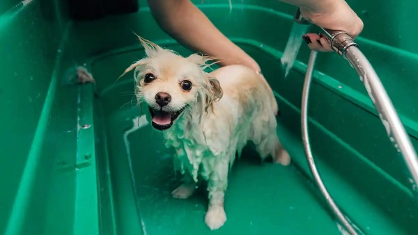 best dog shampoo for itchy dogs