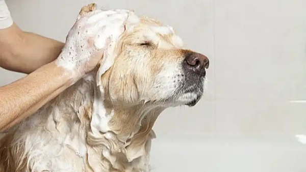 Best Dry Shampoo for Dogs: What Vets Recommend in 2025