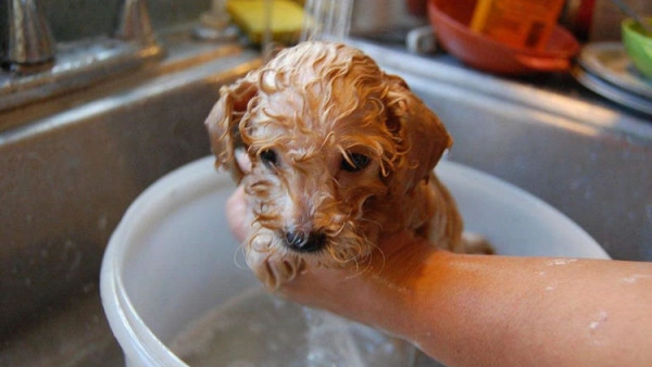 best dry shampoo for puppies