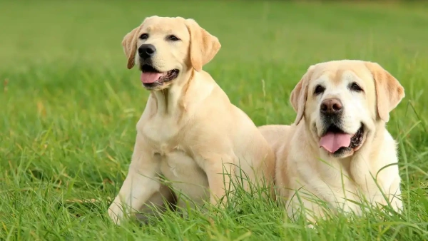 Best Flea and Tick Prevention for Dogs to Keep Them Safe and Healthy