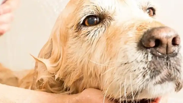 best flea and tick shampoo for dogs