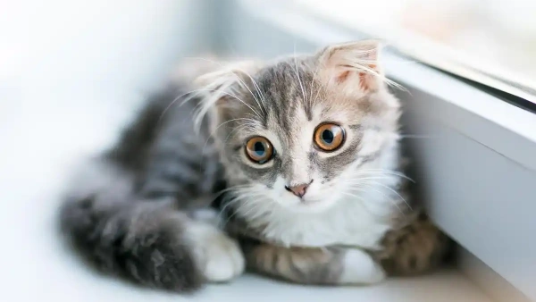 Best Flea Medicine for Cats: 2025’s Top Picks