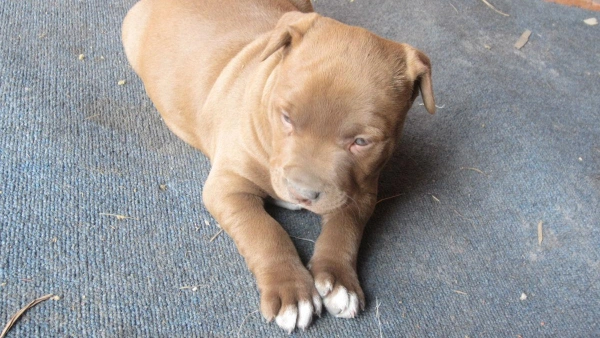 Best Food for English Bulldog with Skin Allergies in 2025