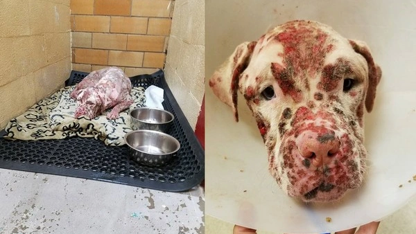 best food for english bulldog with allergies