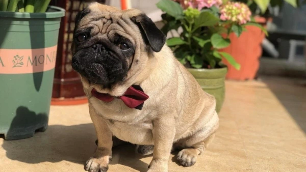 best food for pugs with allergies