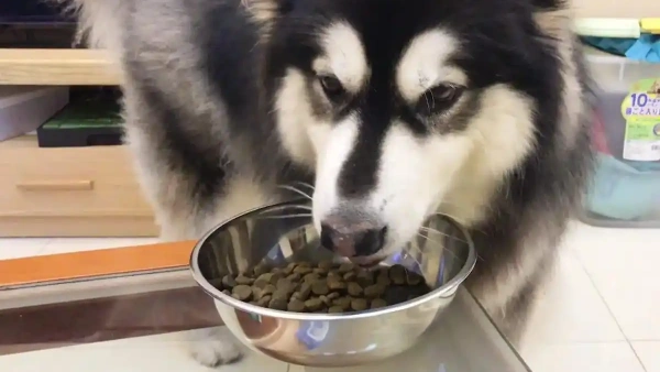 best grain free dog food for dogs with allergies