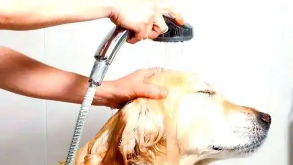 best itch relief shampoo for dogs