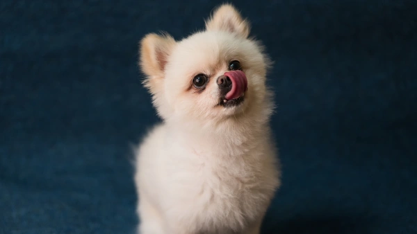best probiotic for dogs with gas