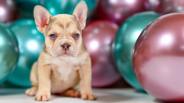 best probiotics chews for dogs