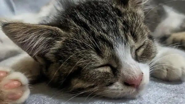 best probiotics for cats with diarrhea