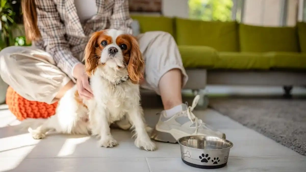 best probiotics for dogs with allergies