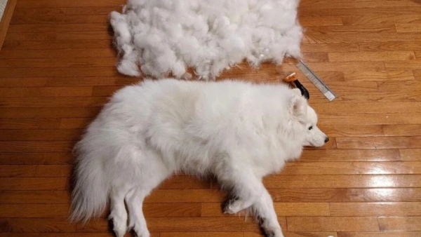 best product to stop dog shedding