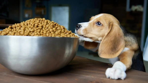 What Is the Best Protein for Dogs with Allergies? Find Out Here