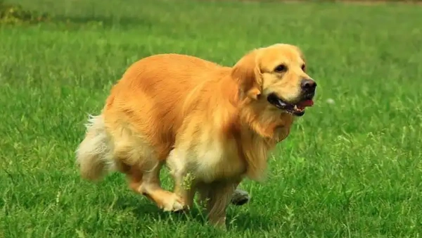 best shampoo for golden retriever puppy