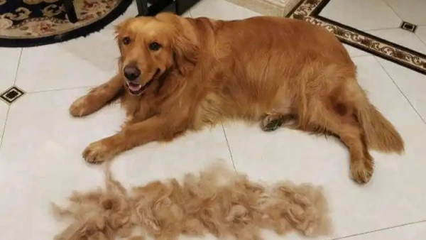 Best Shampoo for Golden Retrievers: Latest Vet Picks 2025