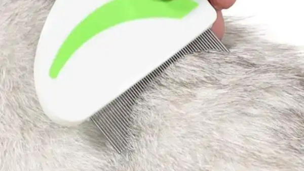 best way to get rid of fleas cats