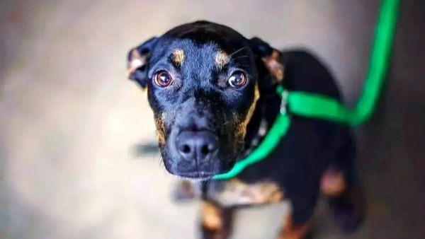 best wet dog food for dogs with sensitive stomachs