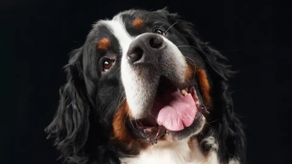 bland dog food for diarrhea
