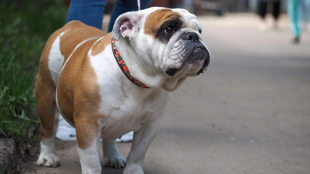 bulldog skin allergies 2