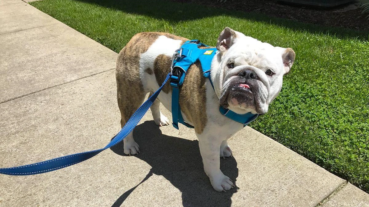 Why Do Bulldogs Scratch? Bulldog Skin Allergies Guide