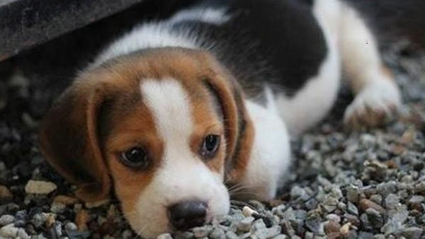 Can a dog be spayed while in heat