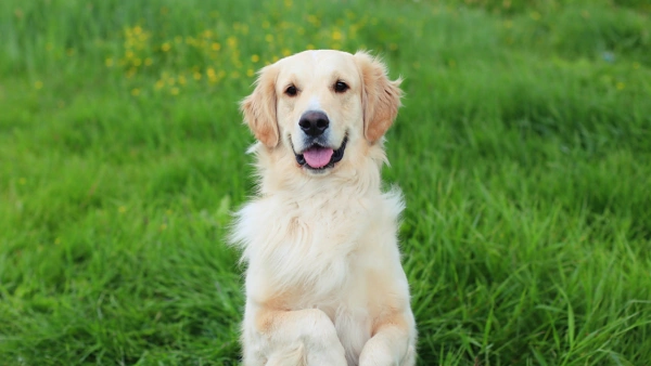 can a dog take human probiotics
