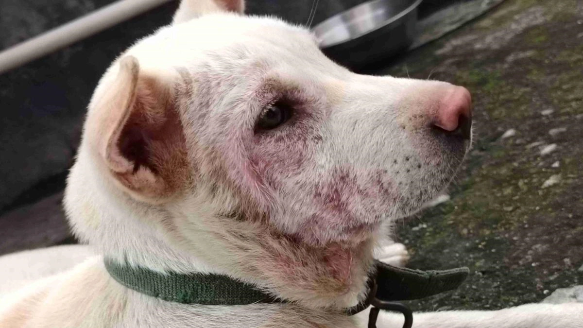 can dogs have skin allergies