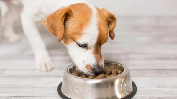 Can Dogs Take Human Probiotics? Shocking Truth Owners Miss